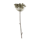 Künstlicher Angelica