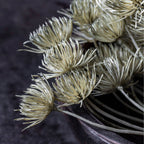 Künstlicher Angelica